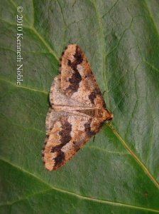 mottled umber (Erannis defoliaria) Kenneth Noble